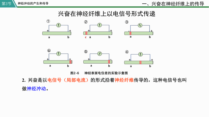 高中生物学人教版（2019）选择性必修1 2.3神经冲动的产生和传导(共53张PPT)