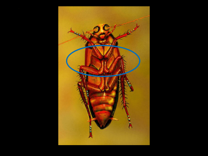 人美版（北京） 美术一年级上册 11 昆虫的一家 课件 (共27张PPT)