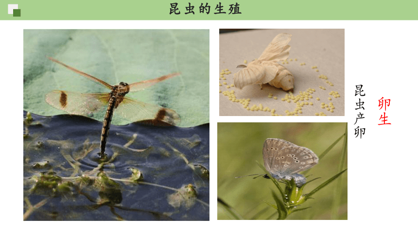 7.1.2昆虫的生殖和发育课件(共22张PPT) 人教版生物八年级下册