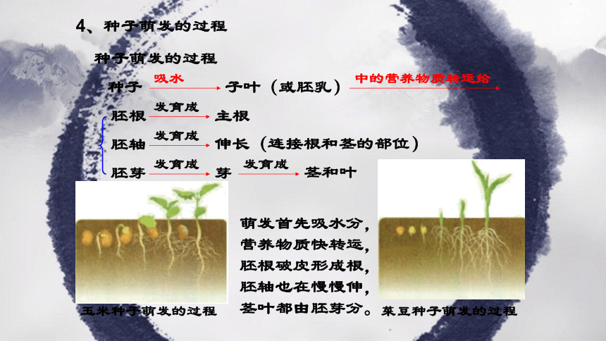 第三单元 第二章 被子植物的一生-【复习旧知】2022-2023学年七年级生物上册复习课件（人教版）(共50张PPT)