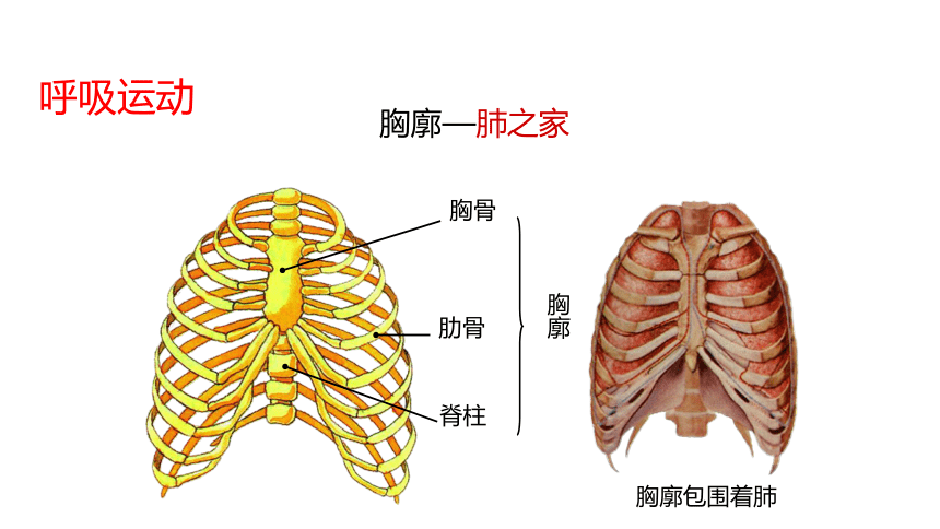 第3单元第7章第2节《人体的呼吸》课件(共24张PPT)