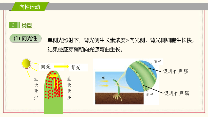 5.3植物对多种环境信号做出反应课件(共30张PPT)2022-2023学年高二上学期生物浙科版选择性必修1