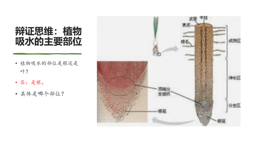 专题06 绿色植物与生物圈的水循环（课件）-2022-2023学年七年级生物上学期期中期末考点大串讲（人教版）(共20张PPT)