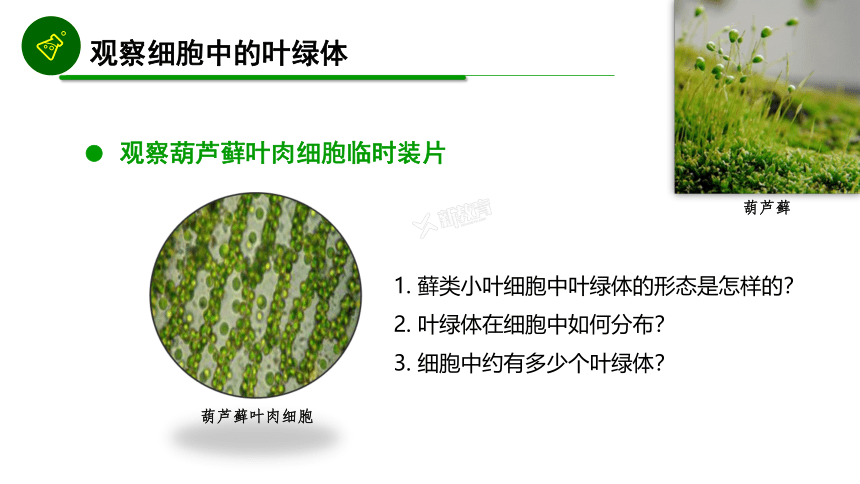 2.2.1 叶绿体与线粒体课件（共23张PPT）高中生物北师大版必修一