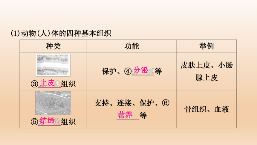 2023年人教版七年级生物上册复习专题★★第二章　细胞怎样构成生物体(共44张PPT)