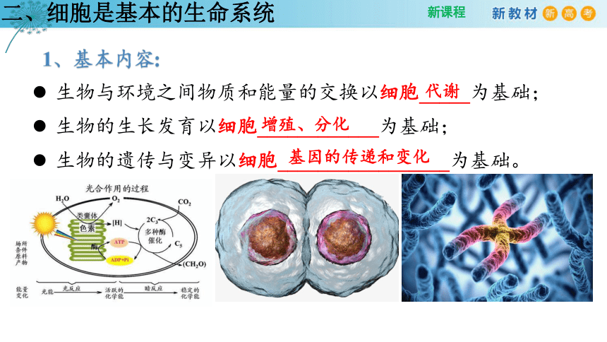 1.1 细胞是生命活动的基本单位 （第2课时）(课件共14张PPT)