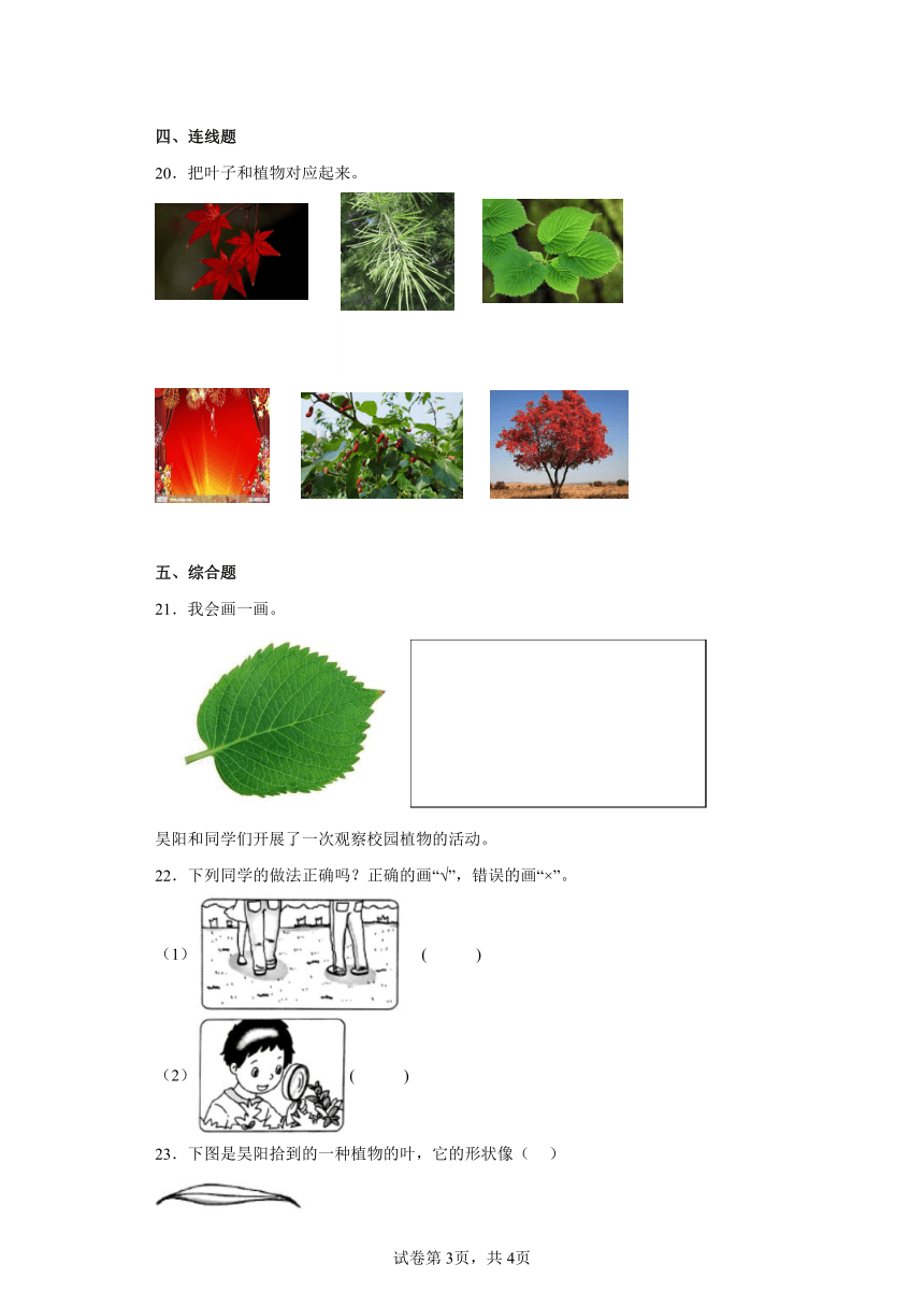 教科版（2017秋）科学 一年级上册 1.4这是谁的叶 同步练习（含答案）