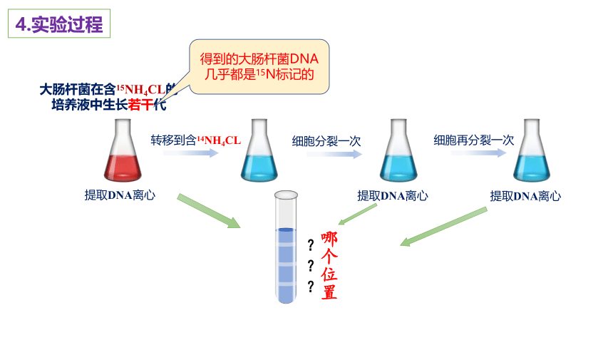 生物人教版（2019）必修2 3.3DNA的复制（共18张ppt2个视频）