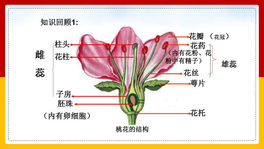 3.7.1绿色植物在生物圈中的作用课件（21张PPT）