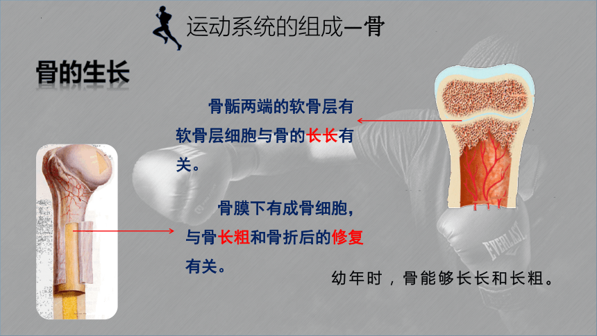 2022-2023学年北师大版生物八年级上册 5.15.2动物运动的形成  课件（共25张PPT）