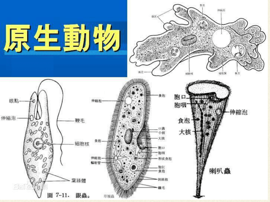 北师大版生物八年级下册 7.22.2 原生生物的主要类群 课件(共29张PPT)