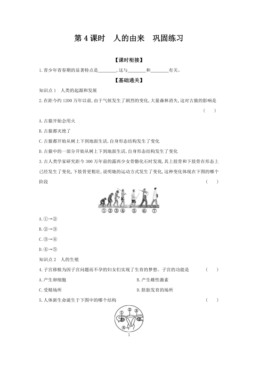 第1章 人的由来巩固练习 分层作业（含答案） 初中生物人教版七年级下册