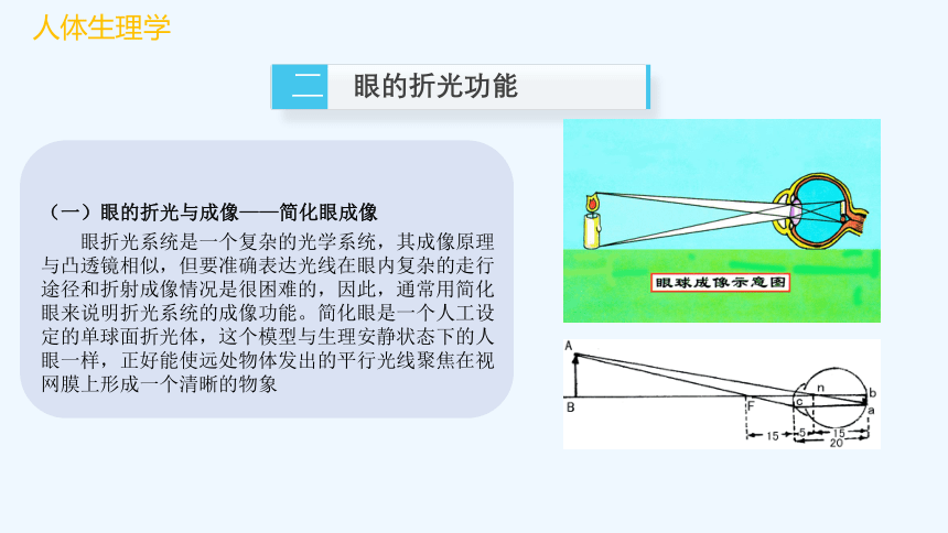 中职高教版生理学基础（第4版）第九章感觉器官电子 课件(共28张PPT)