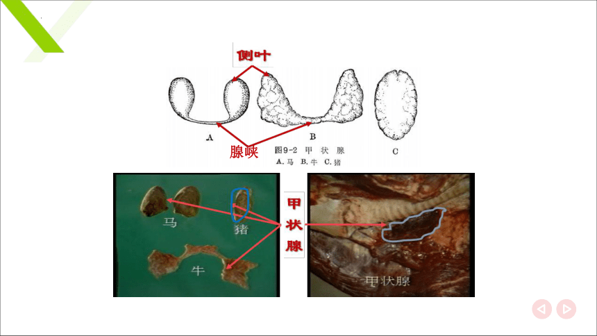 8.3.3甲状腺、甲状旁腺及其功能 课件(共15张PPT)《畜禽解剖生理（第四版）》同步教学(高教版)