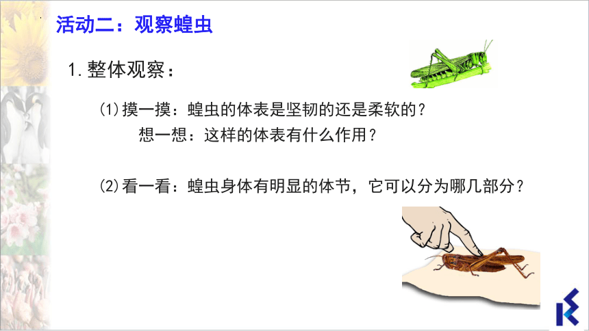 5.12.2 昆虫课件(共28张PPT＋内嵌视频1个)七年级生物下册（苏科版）