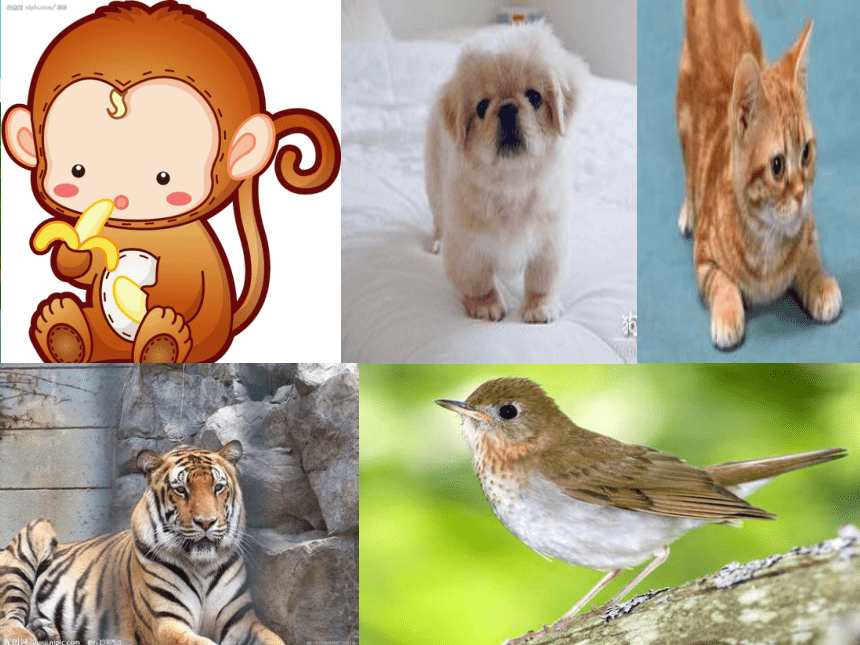 Unit3 Animal Lesson2 课件（19张PPT）