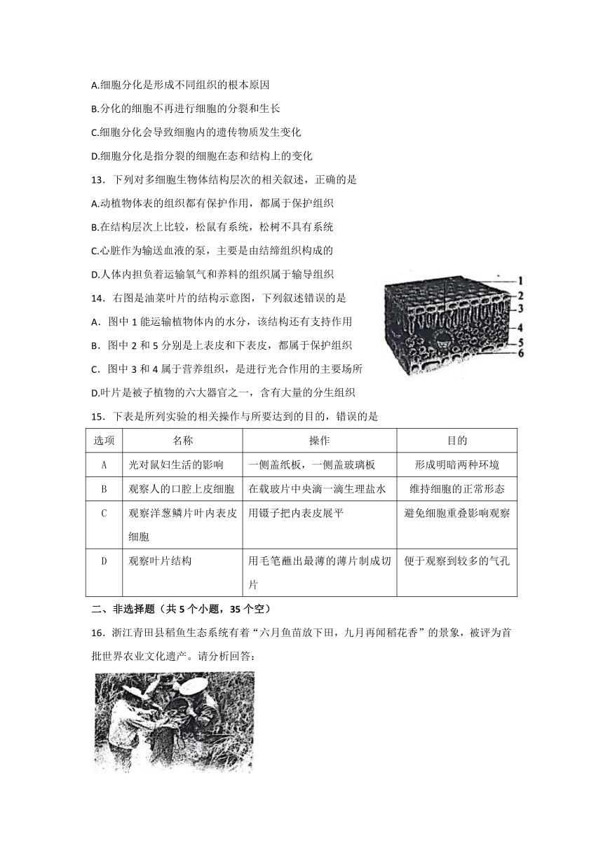 山东省泰安市肥城市（五四学制）实验中学2021-2022学年六年级上学期期末考试生物试题（word版含答案）