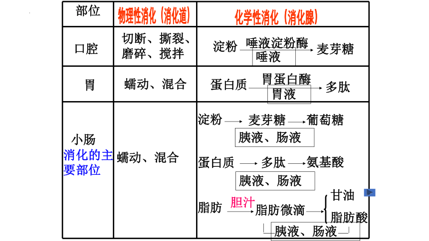 北师大版生物七年级下册 9.1.血液 （第1课时）课件(共24张PPT)