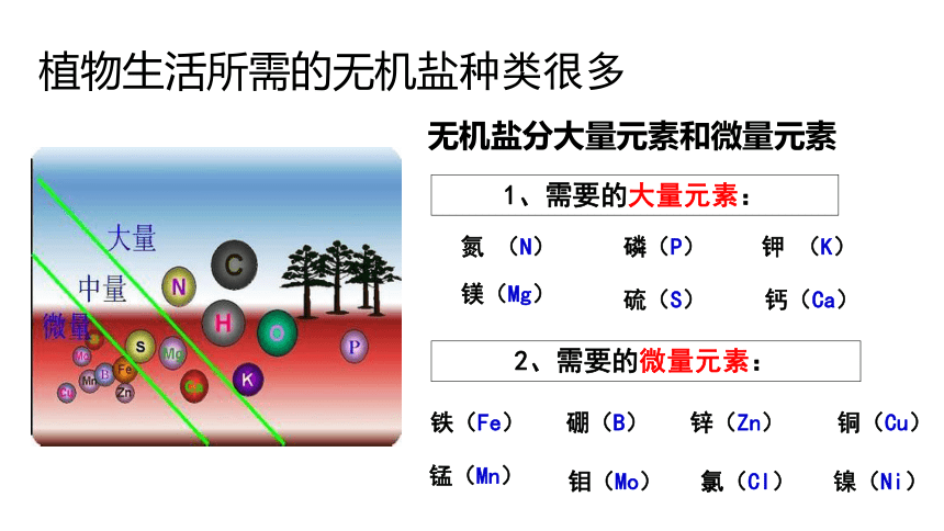 4.3 无机盐在植物体内的代谢 课件（20张PPT）