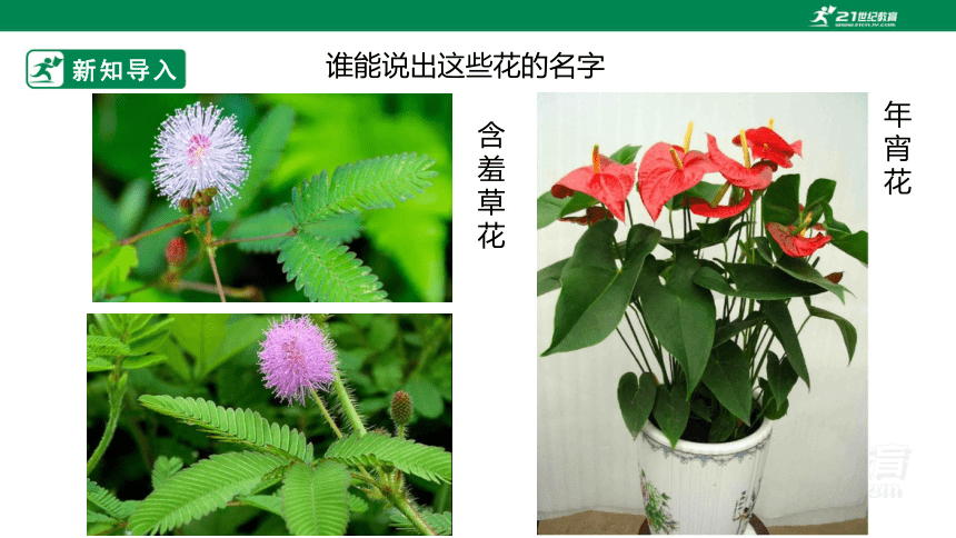 第十六课《生活与艺术中的花》课件（26页PPT）