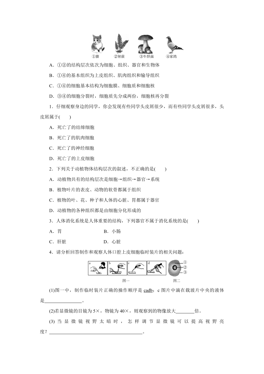 第2章 观察生物 专题分类突破二　细胞与生物结构模型 （含答案）