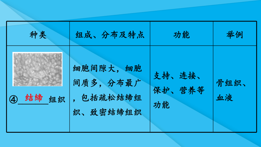 第二单元第二章 细胞怎样构成生物体（知识梳理 期中复习课件）(共38张PPT)