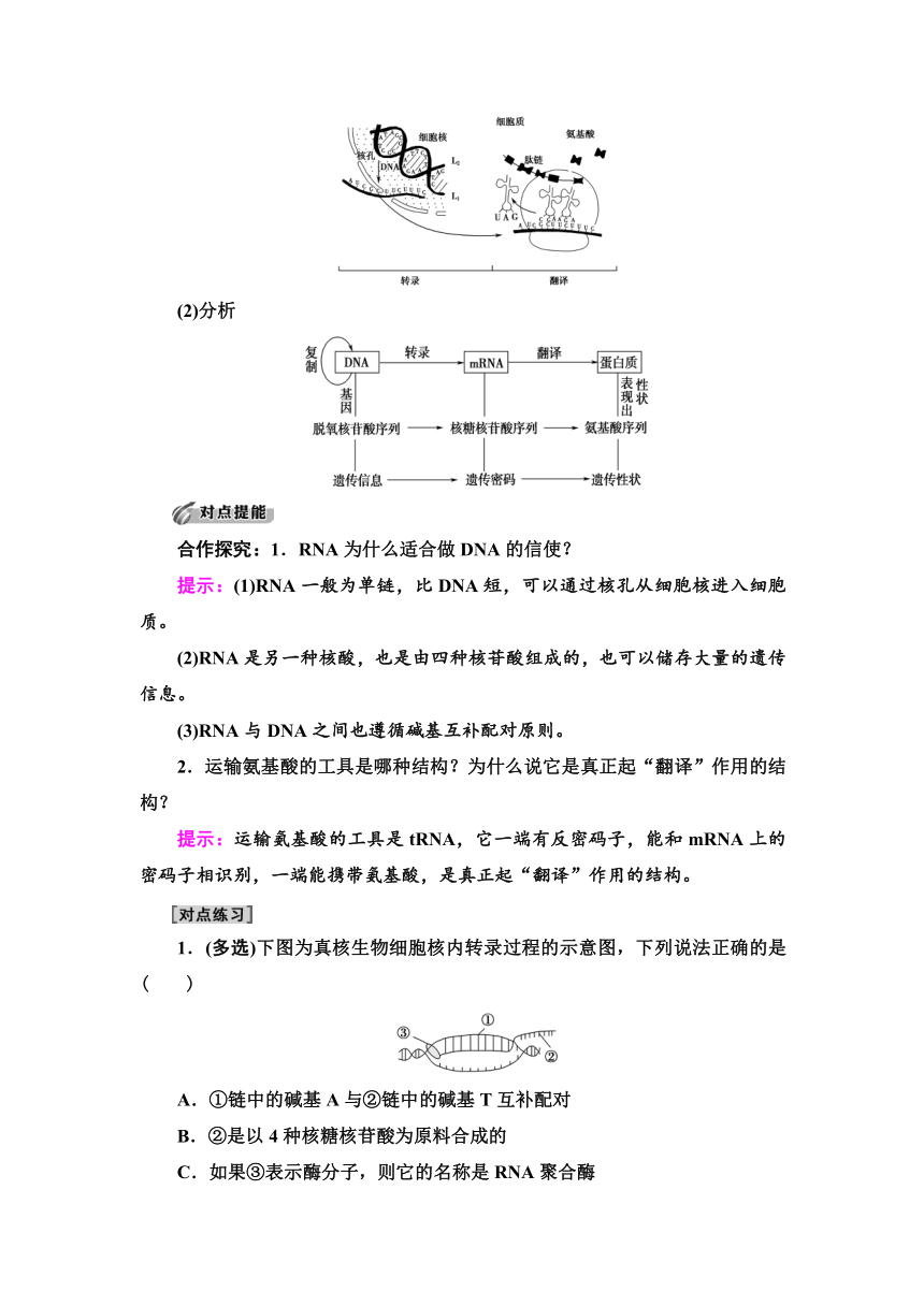 2020-2021学年苏教版（2019）高中生物： 必修2 第2章 第3节 第1课时 DNA分子通过RNA指导蛋白质的合成 教案 （Word版含解析）