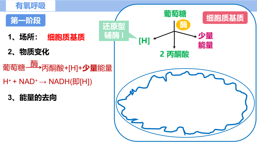 5.3细胞呼吸的原理及应用（第2课时）（课件共22张PPT）