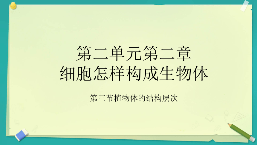 2.2.3植物体的结构层次课件（第16张PPT） 人教版生物七年级上册