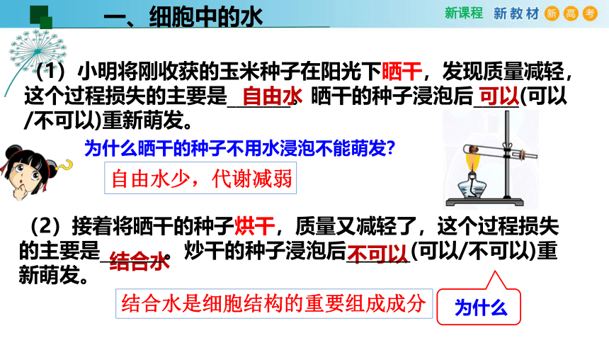 2.2细胞中的无机物(课件共24张PPT)