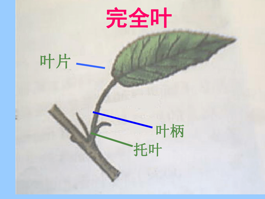 冀教版七上生物 3.1在实验室里观察植物 课件(共23张PPT)