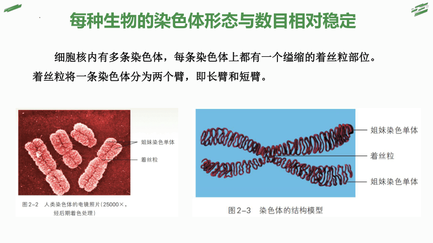 2.1 染色体通过配子传递给子代-(共59张PPT)2022-2023学年高一生物优质精讲课件（浙科版2019必修2）