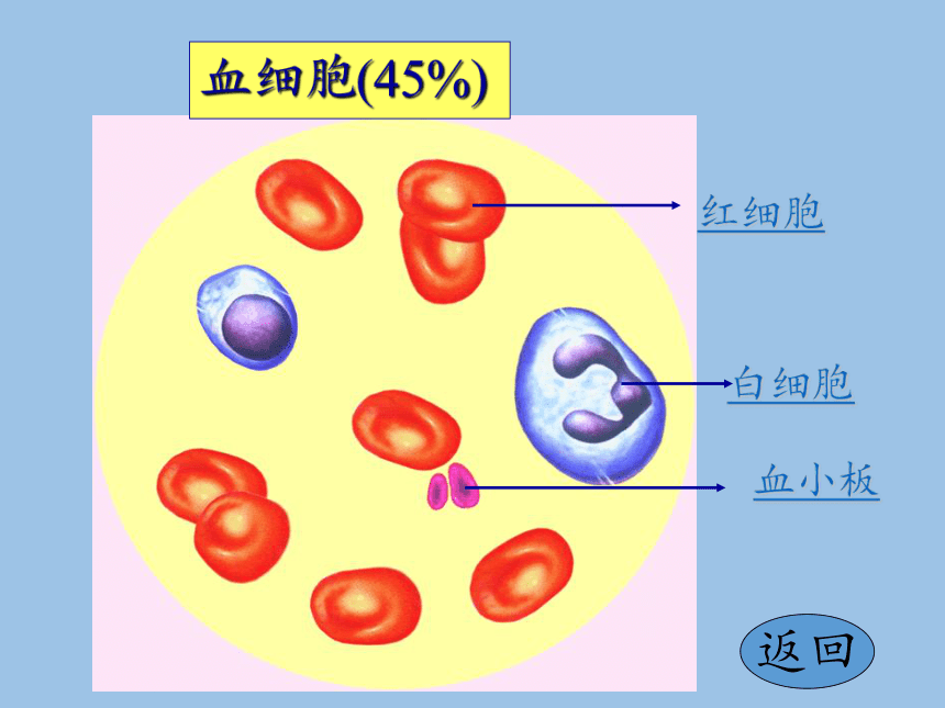 苏教版生物七年级下册 第十章 第一节 血液和血型课件(共26张PPT)