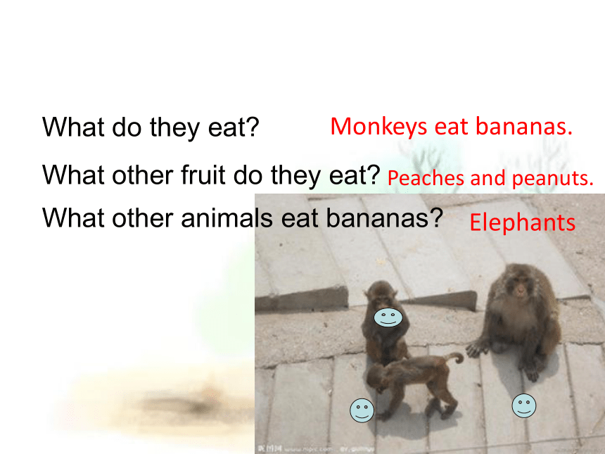 Unit 2 Animals at the Zoo>Lesson 11 What Do They Eat?课件（共32张PPT）