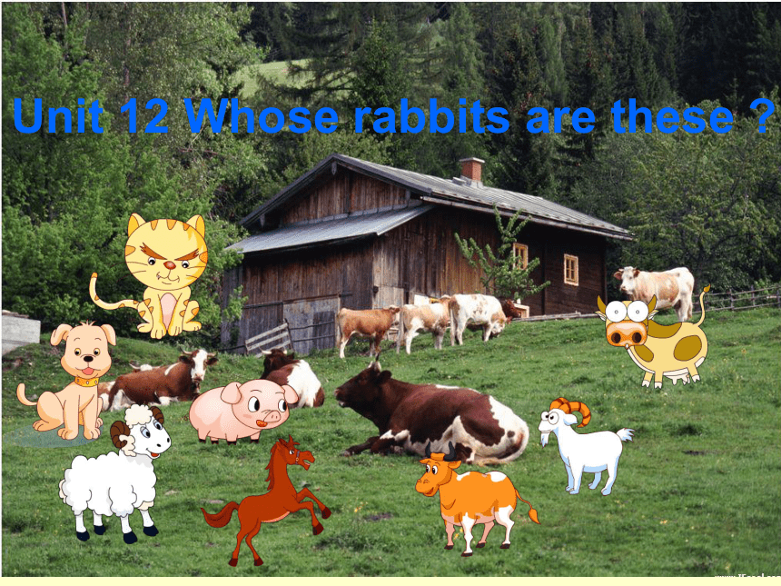 Unit 12 Whose rabbits are these? 课件(共20张PPT)