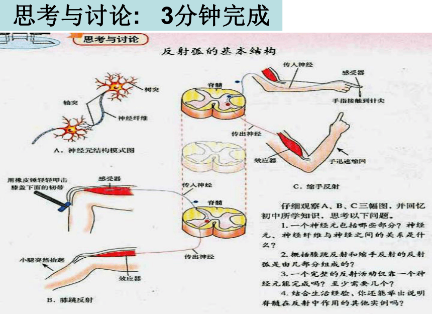 2020-2021学年高二生物人教版必修三2.1通过神经系统的调节课件（共51张PPT）