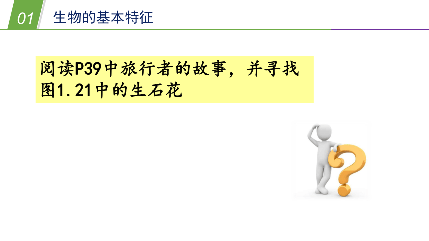 生物的基本特征（课件 25PPT）