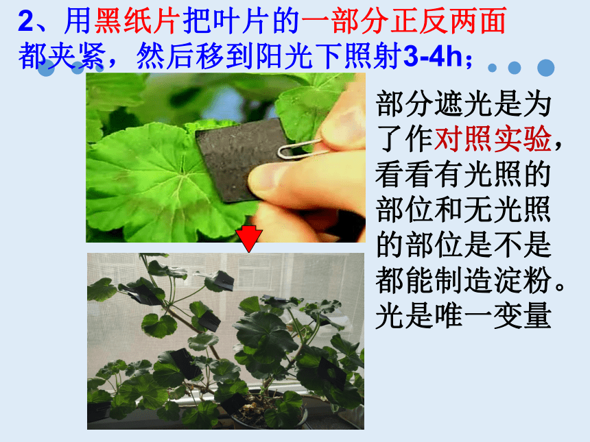 人教版七年级生物 上册 第三单元 第四章 绿色植物是生物圈中有机物的制造者 课件（共39张PPT）