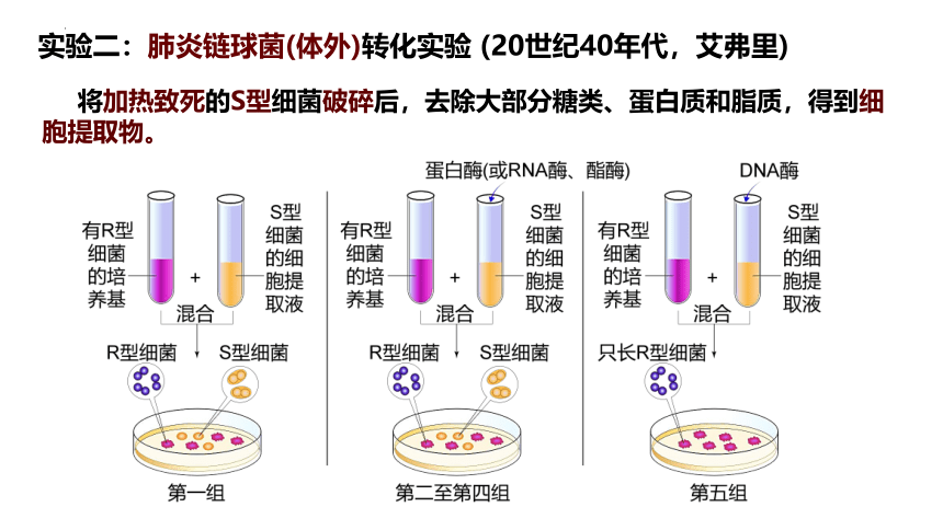 3.1DNA是主要的遗传物质（课件）(共27张PPT)-人教版（2019）必修2