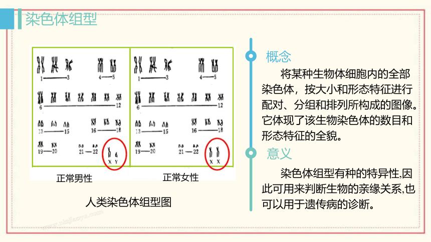 2.3 性染色体上基因的传递和性别相关联 (共36张PPT) 高中生物 浙科版 必修二