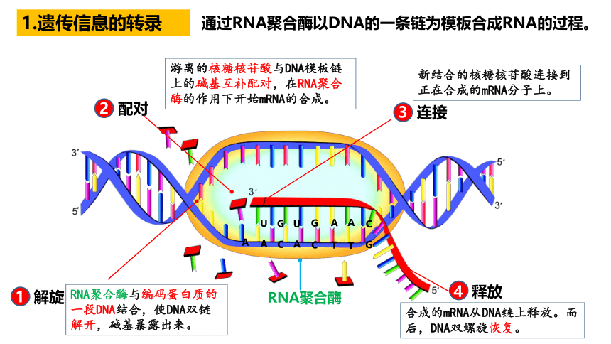 生物人教版(2019）必修2 4.1基因指导蛋白质的合成（共32张ppt）