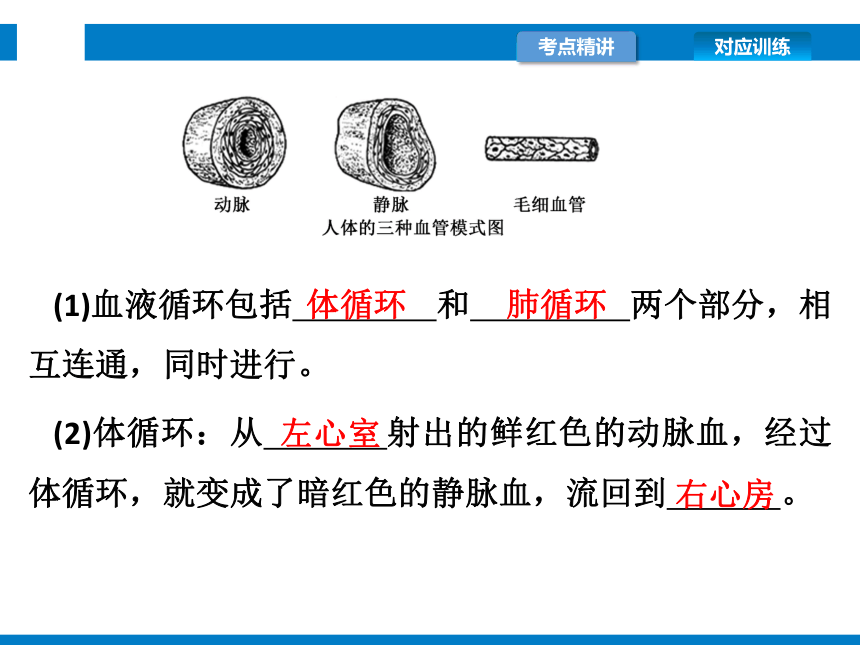 2021年浙江省中考科学复习课件第9讲　人体的物质和能量转换(2)（课件 52张PPT)