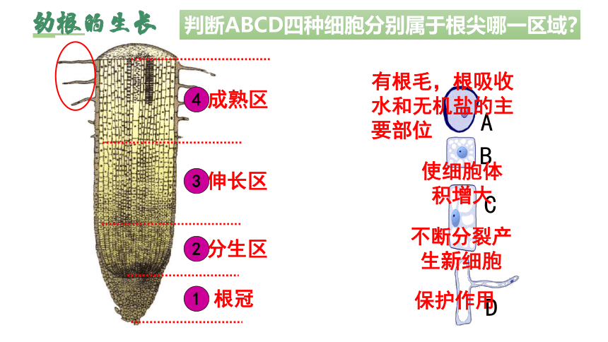 3.2.2 植株的生长课件（共35张PPT）七年级生物上册（人教版）