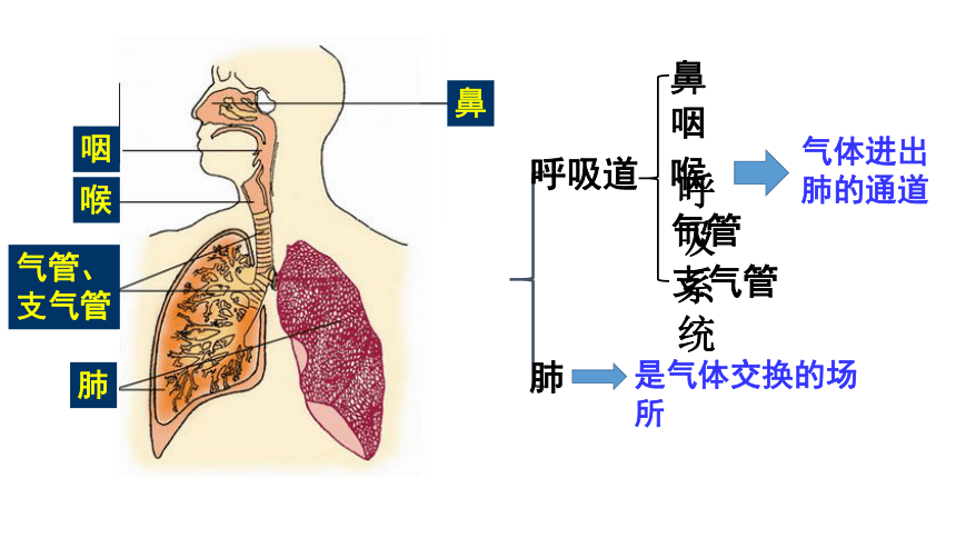 冀教版七年级下册 第三-六章 复习课件  （共46张PPT）