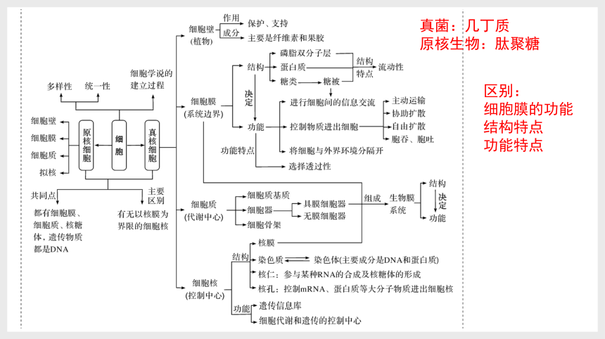 2024届高三二轮复习生物：生命的细胞基础（共34张ppt）