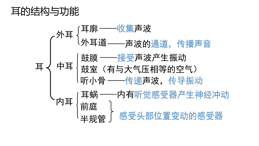 北师大版七年级下册第12章第2节 感受器和感觉器官 耳和听觉课件 （共15张PPT）