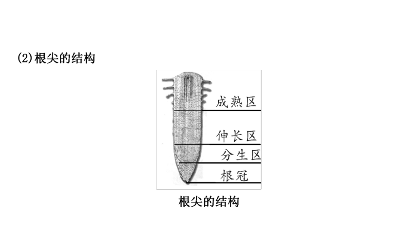 2023年人教版七年级生物上册复习专题★★第二章　被子植物的一生 课件