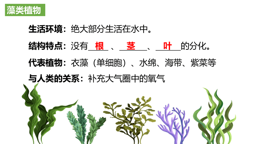 第三单元生物圈中的绿色植物复习课件(共41张PPT)2022-2023学年人教版生物七年级上册