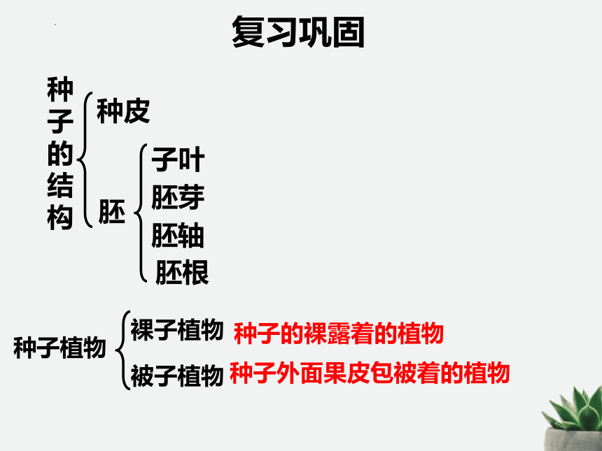 3.2.1种子的萌发课件(共20张PPT)2022--2023学年人教版生物七年级上册