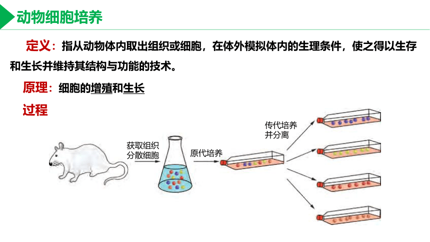 2.2 利用动物细胞工程改良动物细胞课件(共32张PPT)高二生物（沪科版2020选择性必修3）